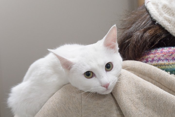 猫ちゃんの養子縁組_d0353489_20483117.jpg