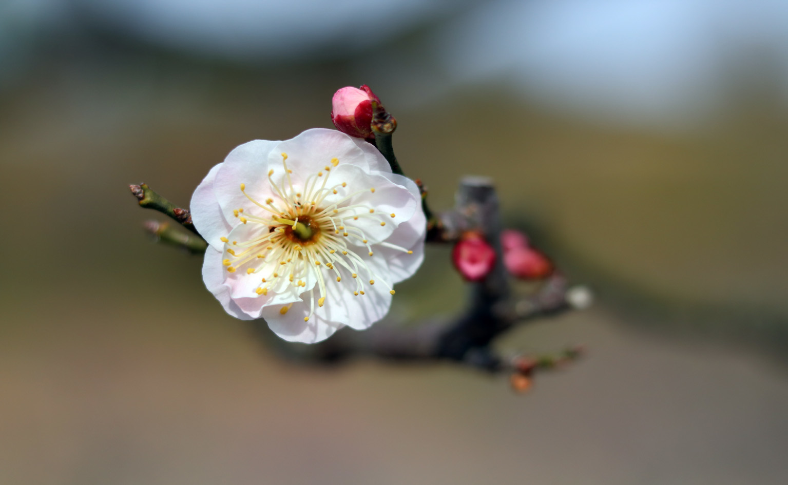 土曜日の 道 草　_b0012595_11145364.jpg