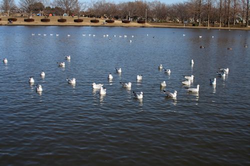 「水元公園」へお散歩に♪_c0090198_20102952.jpg