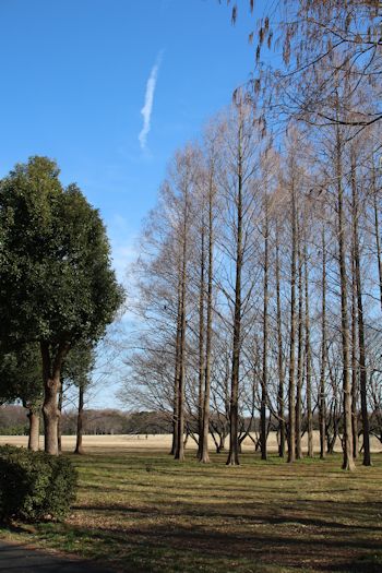 「水元公園」へお散歩に♪_c0090198_2054776.jpg