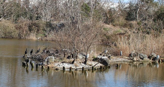 「水元公園」へお散歩に♪_c0090198_2063983.jpg