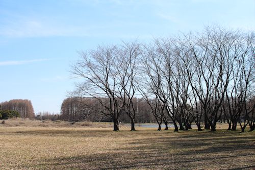 「水元公園」へお散歩に♪_c0090198_206546.jpg