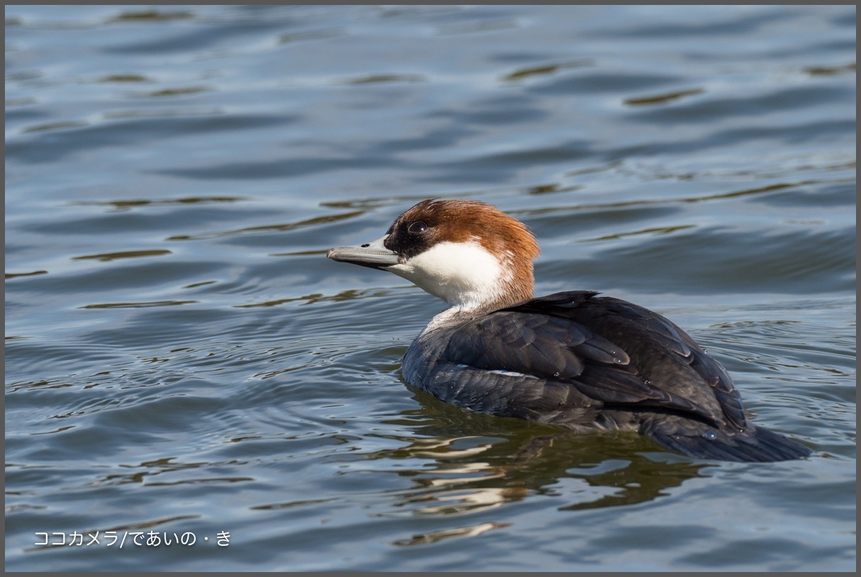 浮間公園~その①-アカハジロ・ミコアイサ♀・ヨシガモ_c0336400_14121124.jpg