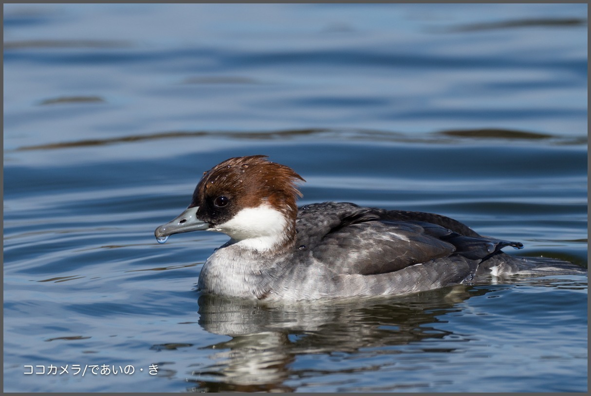 浮間公園~その①-アカハジロ・ミコアイサ♀・ヨシガモ_c0336400_14353724.jpg