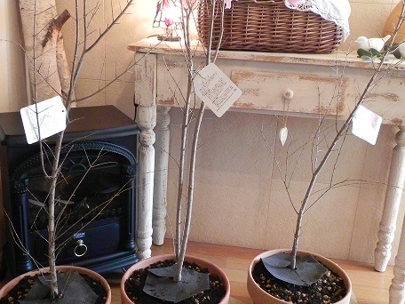 c0152002_18305851.jpg