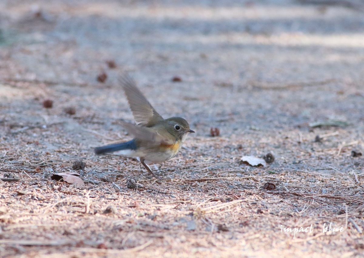 動物園公園のルリビタキちゃん(#^.^#)_a0355908_12551657.jpg