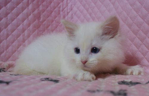 ラグドール子猫家族募集　　クリームポイントバイカラーｘ２　坊や　１２月２７日生まれ_e0033609_00161501.jpg