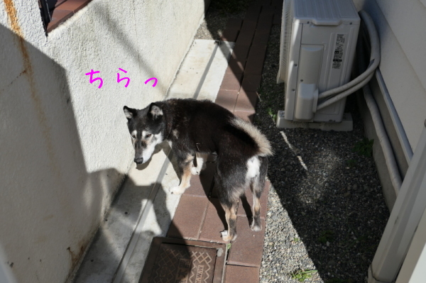f0369014_14341917.jpg