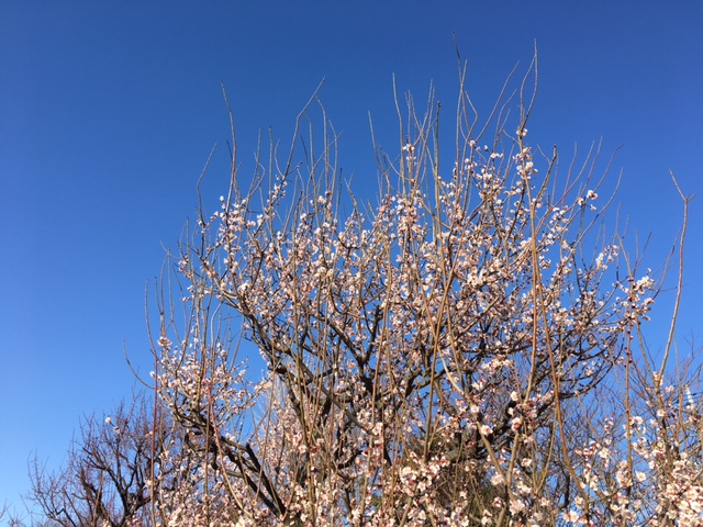 梅まつり＠羽根木公園_f0101615_1513568.jpg