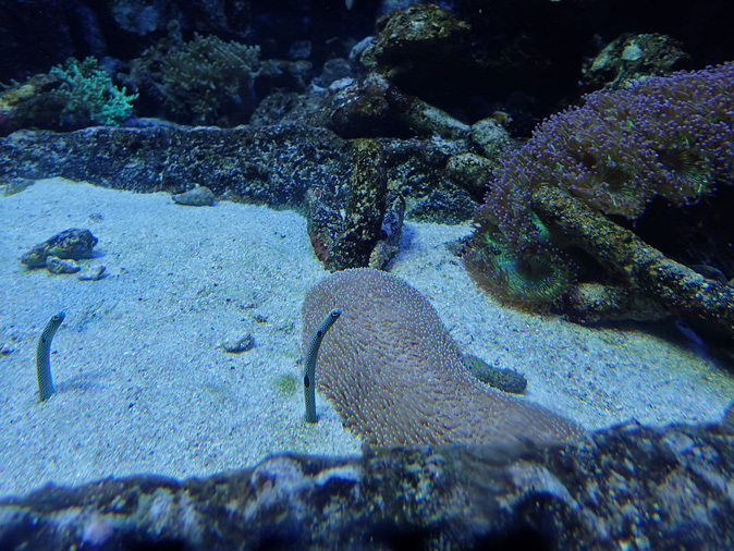 サンシャイン水族館～「サンゴ礁の海」_b0355317_21434846.jpg