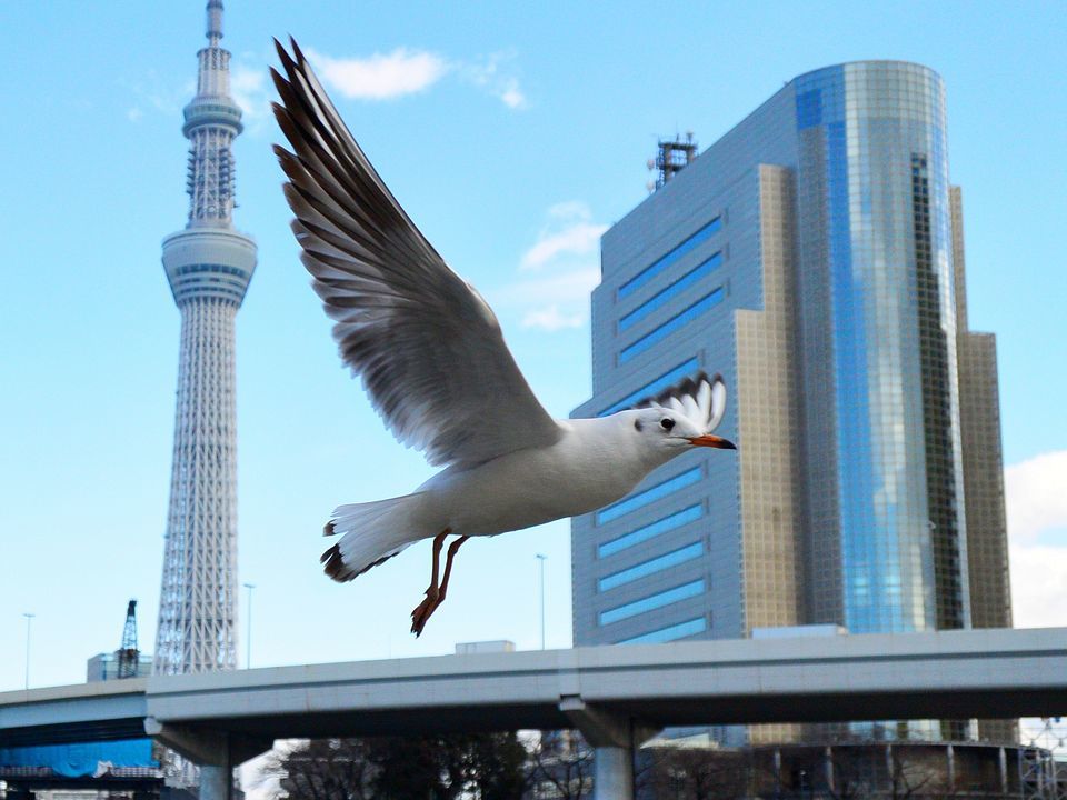 スカイツリーを見るニャン♪　そしてユリカモメと遊ぶ_a0031821_12565807.jpg