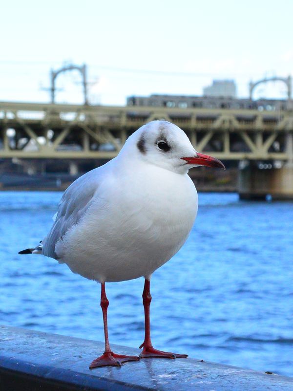 スカイツリーを見るニャン♪　そしてユリカモメと遊ぶ_a0031821_13503082.jpg