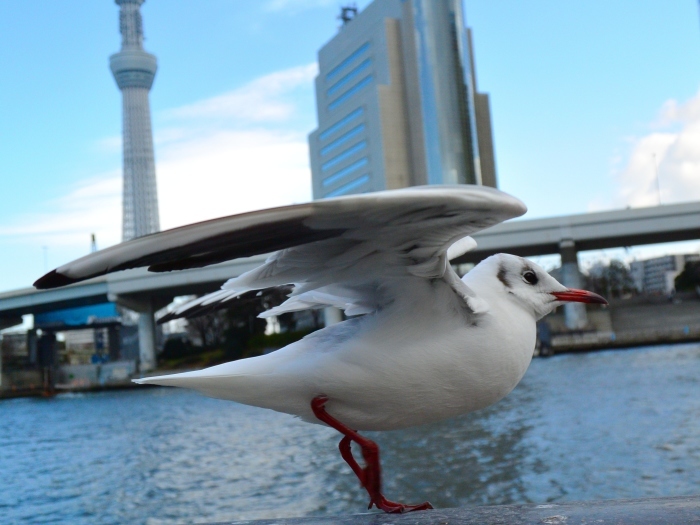 スカイツリーを見るニャン♪　そしてユリカモメと遊ぶ_a0031821_14045131.jpg