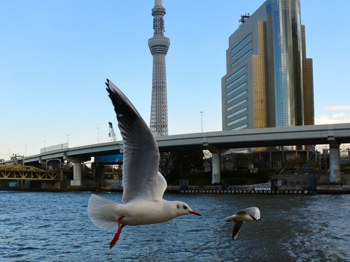 スカイツリーを見るニャン♪　そしてユリカモメと遊ぶ_a0031821_15071785.jpg