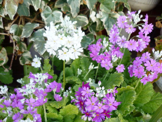 c0117525_20085935.jpg