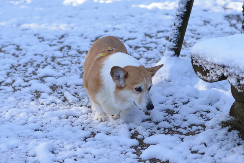 2月19日の朝のお散歩_a0355726_1284925.jpg