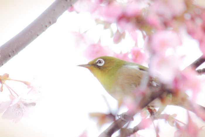 sakura pink_a0271251_16193445.jpg