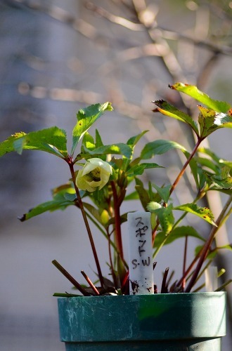 地植えの今のクリスマスローズの様子_c0186463_20213890.jpg