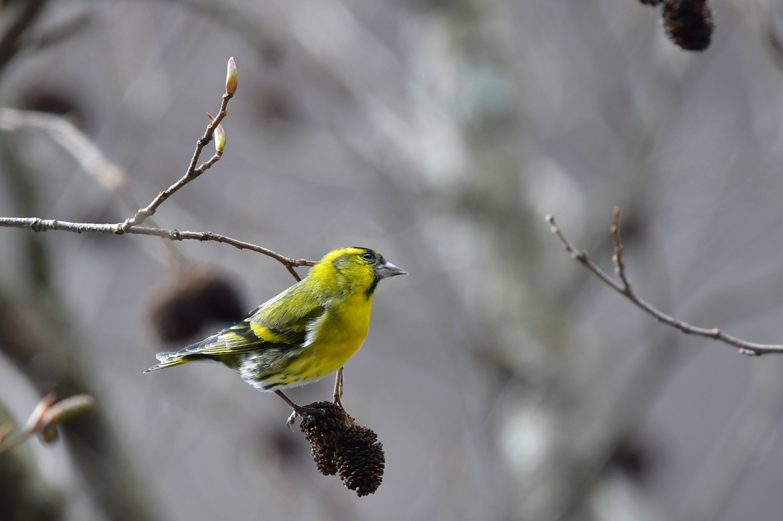 紅い鳥と黄色い鳥さん　ベニマシコ　マヒワ_f0053272_00173530.jpg