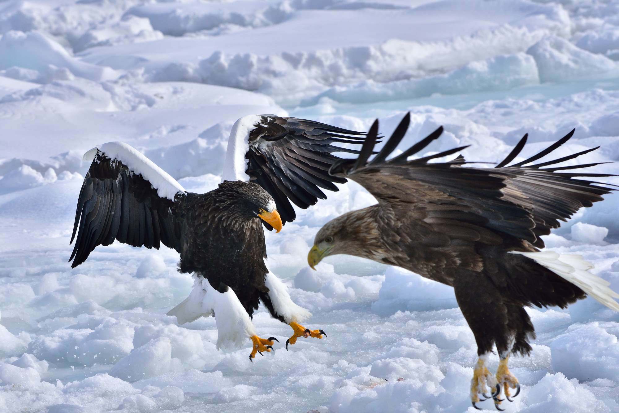 オオワシ 大鷲 とオジロワシ 尾白鷲 Steller S Sea Eagle White Tailed Eagle 生き物たちに乾杯 第3巻 A Toast To Wildlife Vol 3