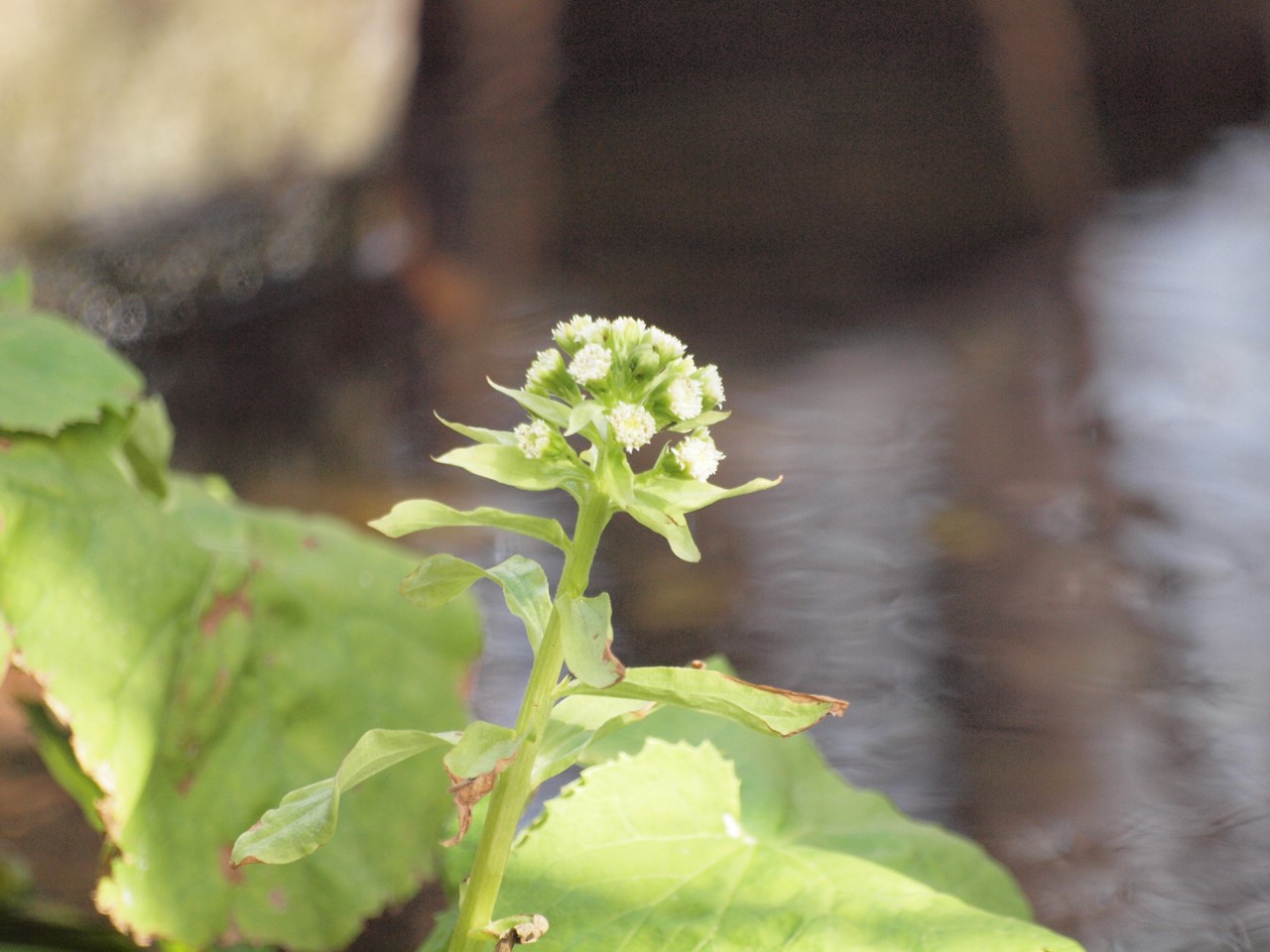 『木曽川水園の小さな春～♪』_d0054276_20234884.jpg