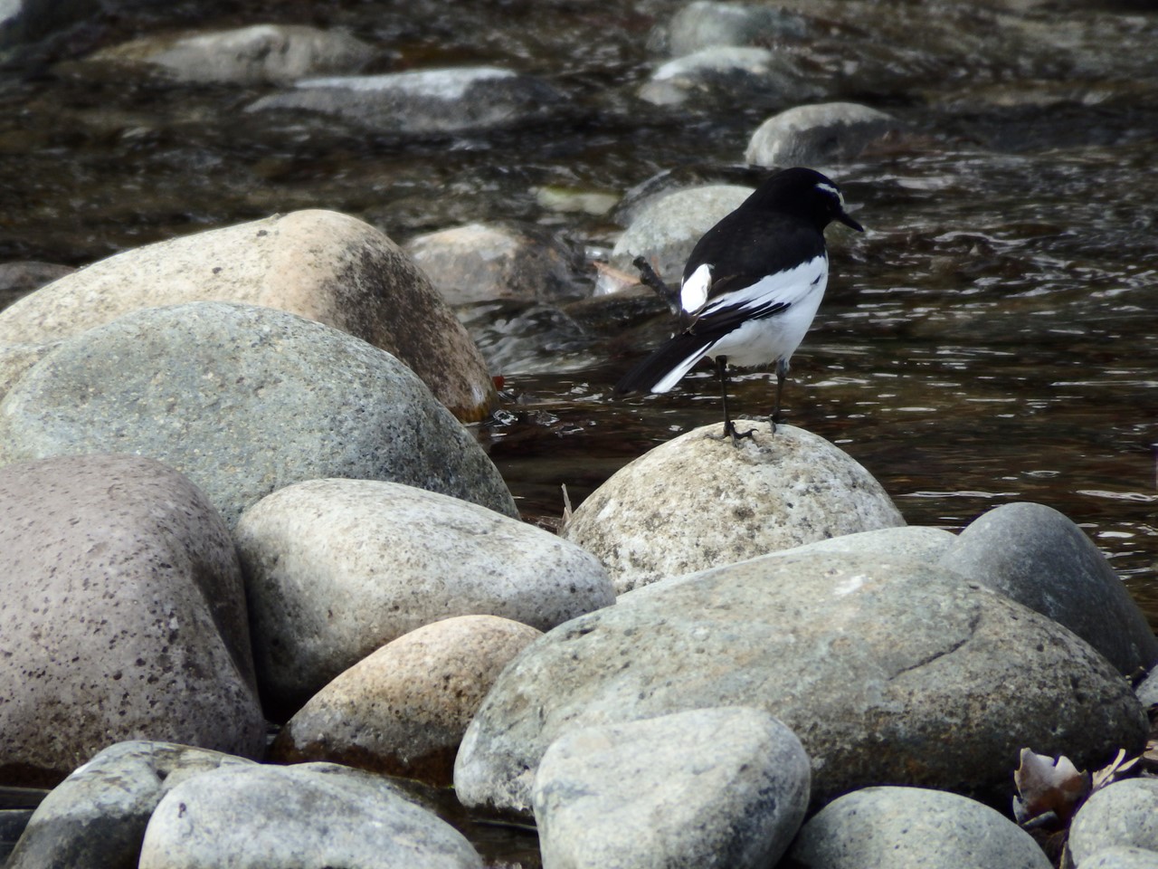 『木曽川水園の小さな春～♪』_d0054276_2028357.jpg