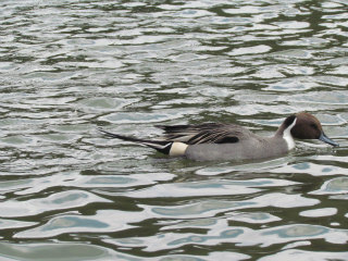 e0046477_20351523.jpg