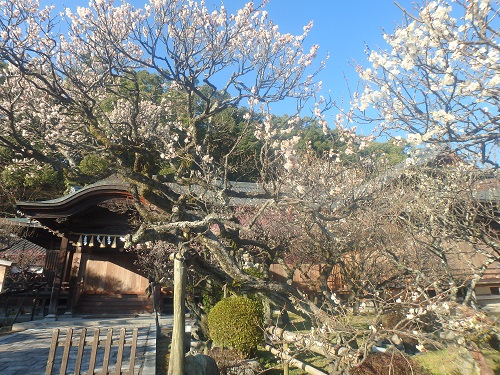 太宰府天満宮の華展_d0195183_20364569.jpg