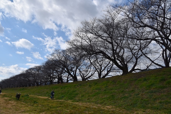 自然観察会ー八幡市背割堤_b0067694_15235814.jpg