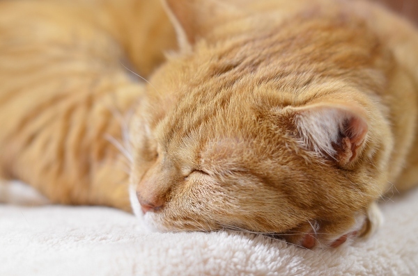 うとうとお昼寝　　Nap Time_d0025294_21405897.jpg