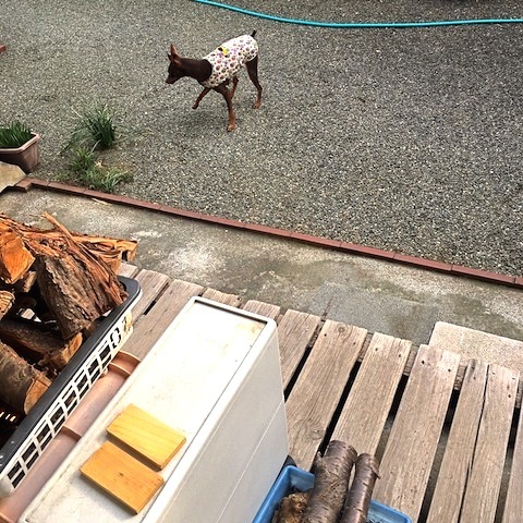 d0343297_15222519.jpeg