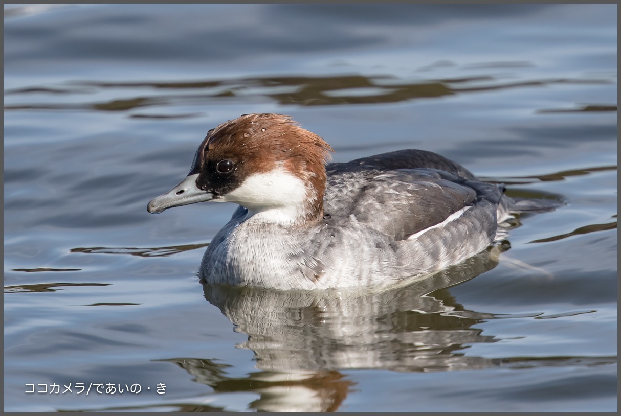 浮間公園~その①-アカハジロ・ミコアイサ♀・ヨシガモ_c0336400_19560527.jpg