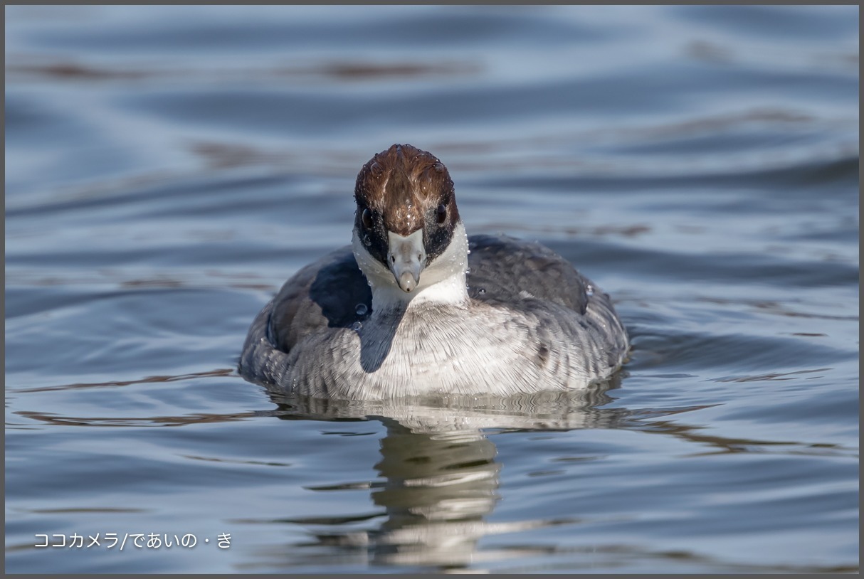 浮間公園~その①-アカハジロ・ミコアイサ♀・ヨシガモ_c0336400_19561108.jpg