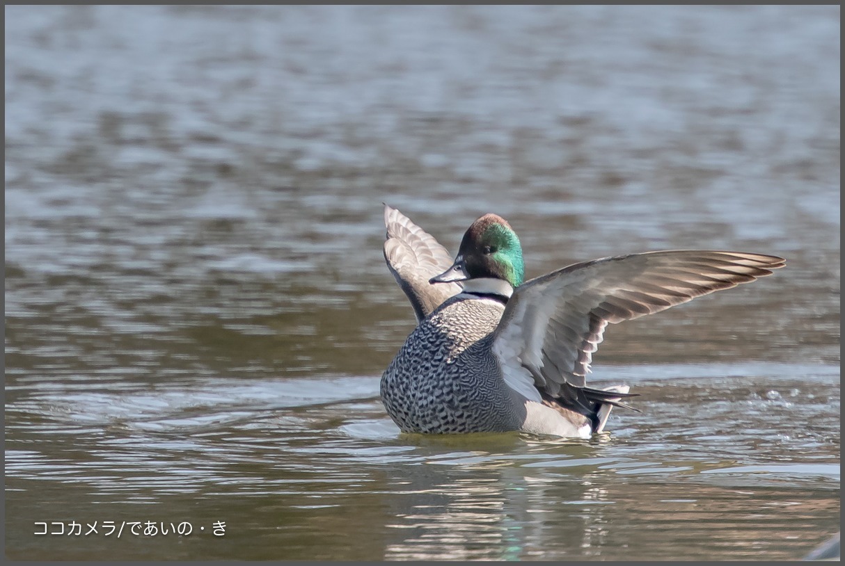 浮間公園~その①-アカハジロ・ミコアイサ♀・ヨシガモ_c0336400_20003404.jpg