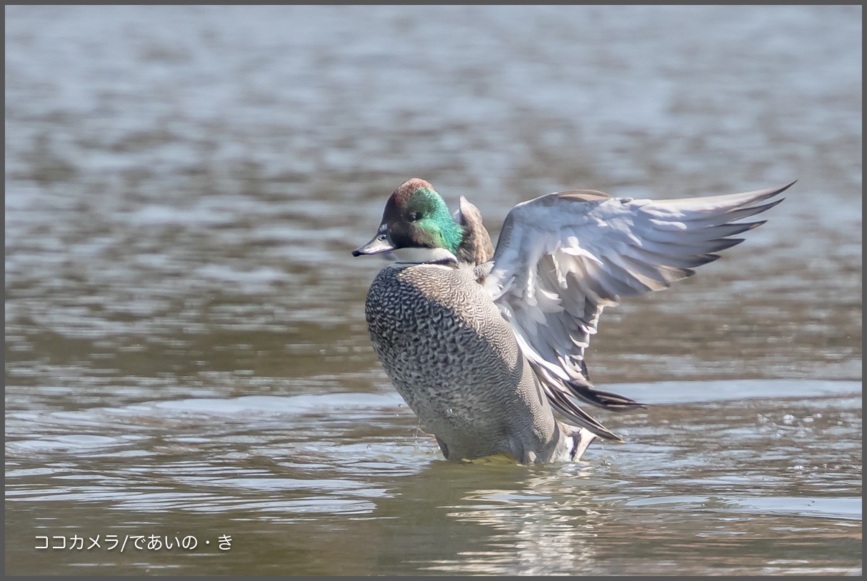 浮間公園~その①-アカハジロ・ミコアイサ♀・ヨシガモ_c0336400_20004031.jpg