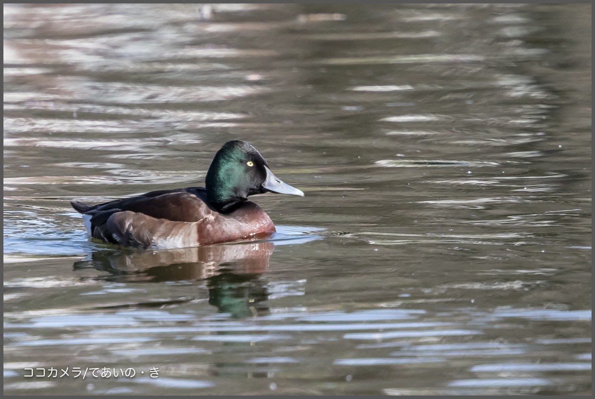 浮間公園~その①-アカハジロ・ミコアイサ♀・ヨシガモ_c0336400_20040504.jpg