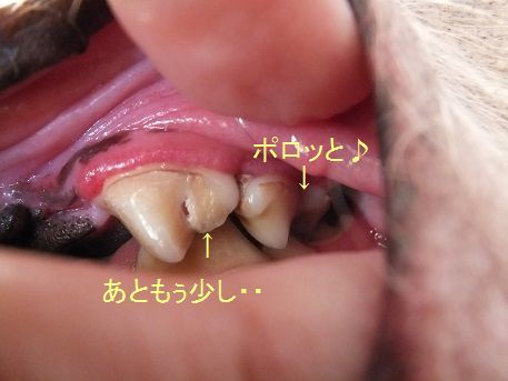 自分で歯石除去をやってみた 毎日笑顔 裸犬 温 真珠 絆愛