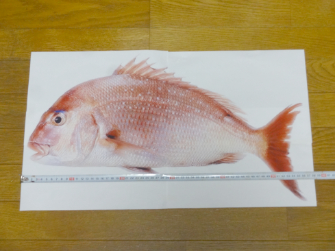 鯛を作りたい ハンドメイド 雑貨diy部門 Maruwa Taroのfelt Factory