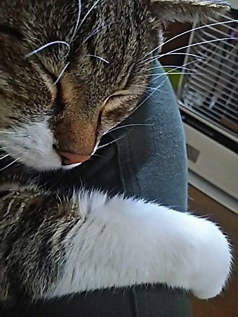 朝の恒例行事_f0316507_10364559.jpg
