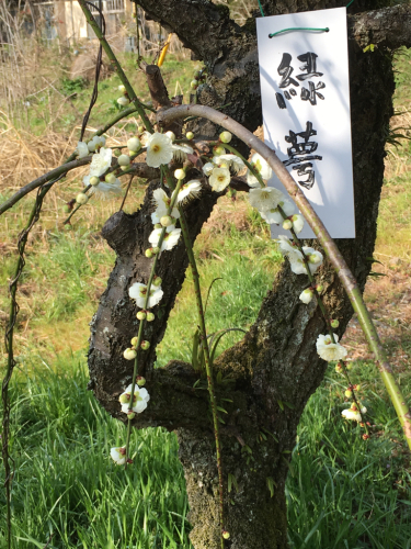 梅とこの世界の片隅にとcoRRierさん蔦屋書店出店と堅平更科とスタバの桜_f0369914_20474972.jpg