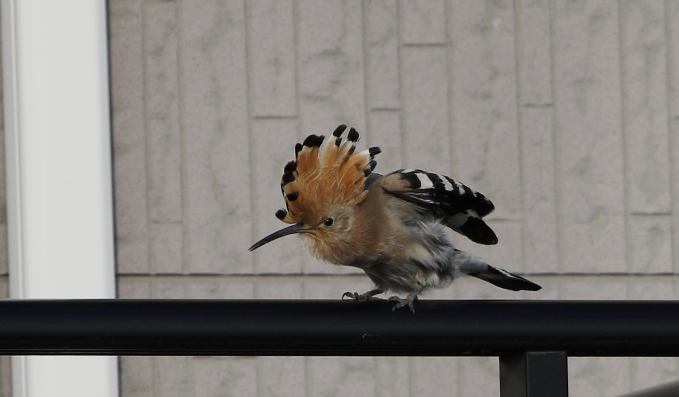 野鳥の羽根 鳥 ヤツガシラの羽根 野鳥の羽根 鳥 ヤツガシラの羽根 野鳥の