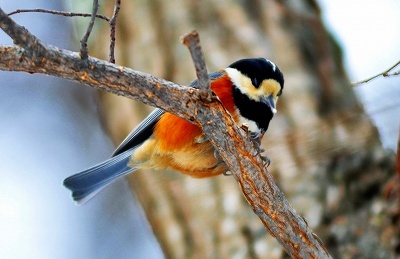 北の森からエゾリスと野鳥便り _d0098721_20451234.jpg