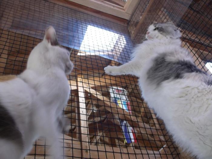 傷だらけの天使 シェークスピアの猫 傷だらけの天使 シェークスピアの猫