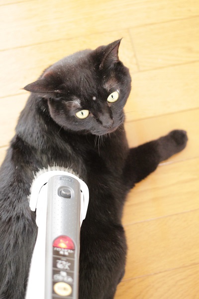 キャットタワーも猫も掃除機でキレイに☆_e0364523_00161119.jpg