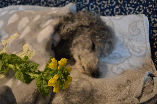 c0136736_23001846.gif