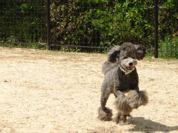 c0136736_23091399.gif