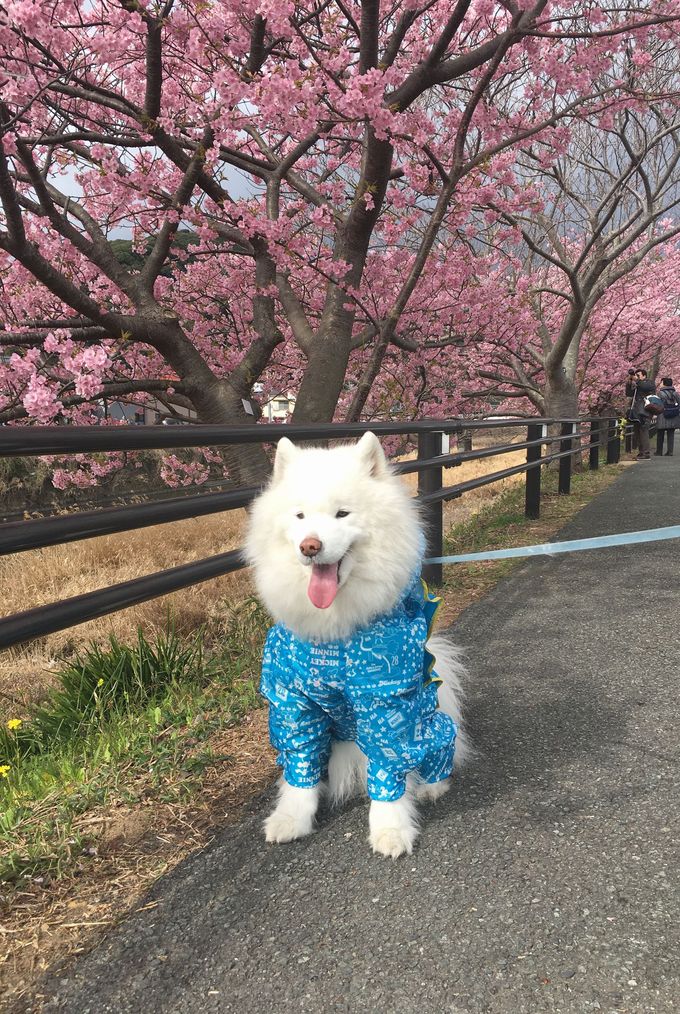 2017年2月 伊豆旅行_f0128542_21395.jpg