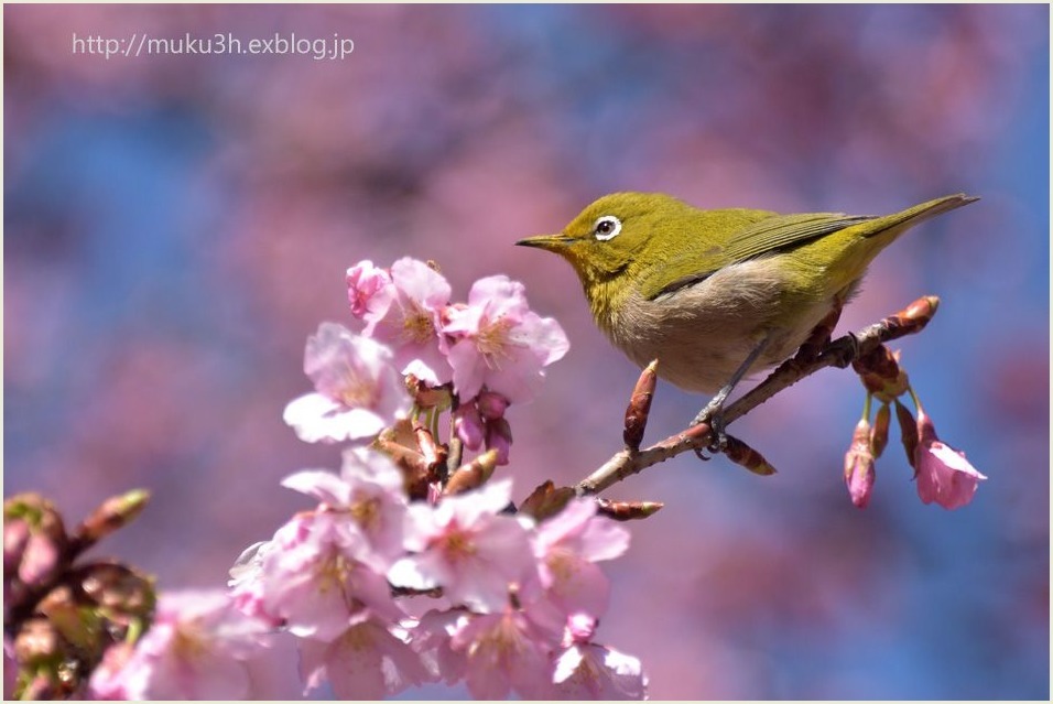 寒桜にメジロ_c0124256_18204141.jpg