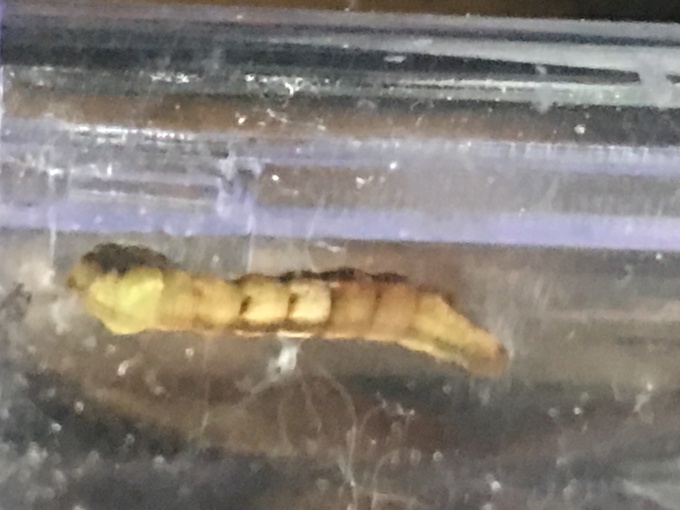 ガジュマルの葉を食う虫 尺取り虫など 写真と短い文章 ５