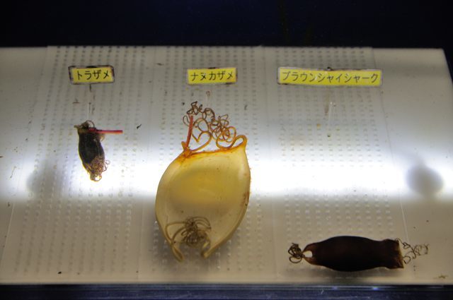 飼育種数日本一 世界の海ゾーン サメの海エリア 蜜蜂的写真日記